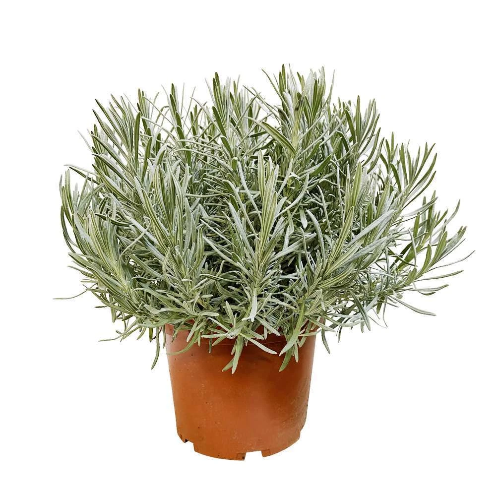 Lavandula 'phenomenal' : Pot 5L 2 Lavandula 'phenomenal' : Pot 5L – Image 2