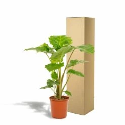 Alocasia Portodora - H80cm, ø21cm - Grande Plante D'intérieur -Emerald Soldes 876e0d46a2b6ed89