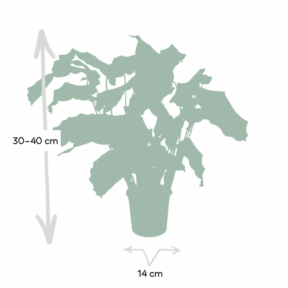 Calathea Network - 30cm, ø14cm - Plante D'intérieur 4 Calathea Network - 30cm, ø14cm - Plante D'intérieur – Image 4