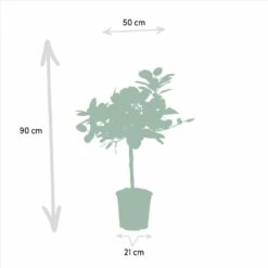 Ficus Elastica Melany, Ficus Benghalensis Audrey, Duo De Plantes - Grandes Plantes D'intérieur -Emerald Soldes 87b717b6c73f81ab