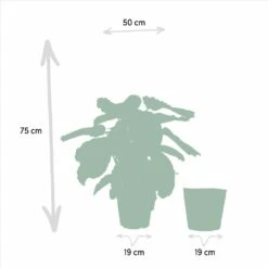 Calathea Médaillon Et Son Panier Naturel - H65cm, ø19cm - Plante D'intérieur 9 Calathea Médaillon Et Son Panier Naturel - H65cm, ø19cm - Plante D'intérieur -Emerald Soldes 88aeffa7f615bfa9