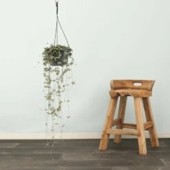 Ceropegia Iris - H50cm, ø14cm - Plante D'intérieur Tombante 6 Ceropegia Iris - H50cm, ø14cm - Plante D'intérieur Tombante -Emerald Soldes 8964748a0fcadfdb