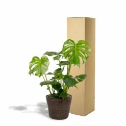 Delicious Monstera Et Son Panier Noir - H80cm, ø21cm - Plante D'intérieur 9 Delicious Monstera Et Son Panier Noir - H80cm, ø21cm - Plante D'intérieur -Emerald Soldes 8db70039d6a4af95
