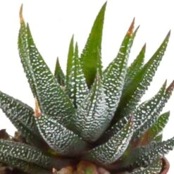 Gasteria, Haworthia, Box De 5 Plantes - H12cm, ø5,5cm - Plantes D'intérieur -Emerald Soldes 8f6303b2df7c9f36