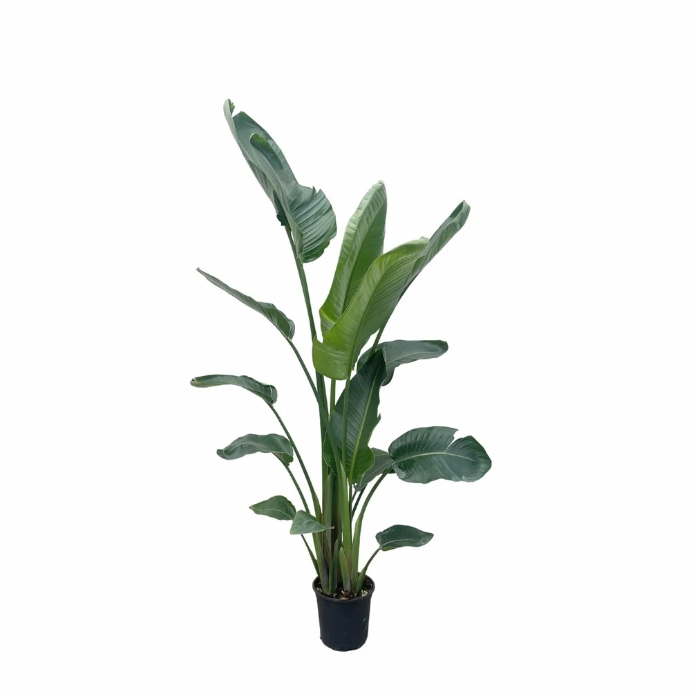 Strelitzia Nicolai Xxl - H210cm - Très Grande Plante D'intérieur 1 Strelitzia Nicolai Xxl - H210cm - Très Grande Plante D'intérieur