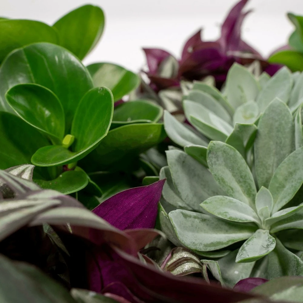 Box 3 Plantes D'intérieur - H20cm, ø12cm - Plantes D'intérieur 3 Box 3 Plantes D'intérieur - H20cm, ø12cm - Plantes D'intérieur – Image 3