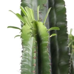 Euphorbe Erythrea H170cm : Pot Ø35cm