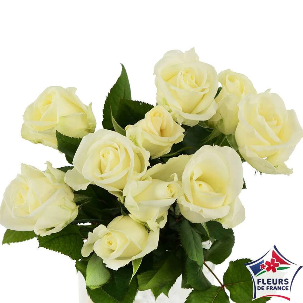 Botte 10 Roses ''Fleurs De France'' H.50cm Coloris Variables 5 Botte 10 Roses ''Fleurs De France'' H.50cm Coloris Variables – Image 5