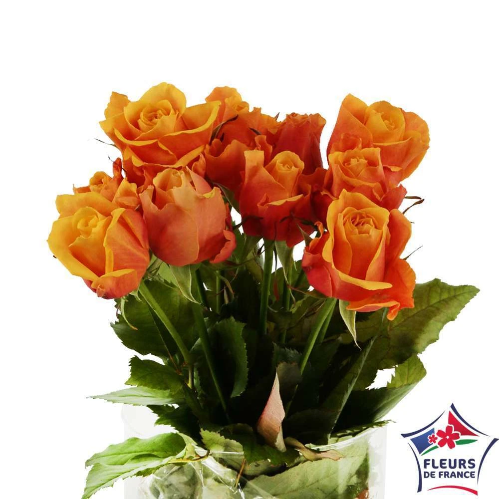 Botte 10 Roses ''Fleurs De France'' H.50cm Coloris Variables 1 Botte 10 Roses ''Fleurs De France'' H.50cm Coloris Variables