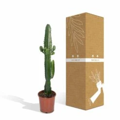 Euphorbia Acrurensis - H50cm, ø17cm - Grande Plante D'intérieur -Emerald Soldes 9085af23248e93ea