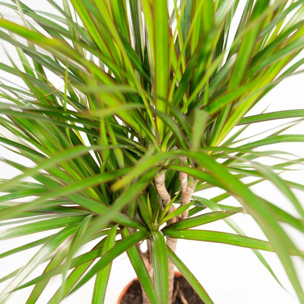 Dracaena Duo De Plantes - Plantes D'intérieur 3 Dracaena Duo De Plantes - Plantes D'intérieur – Image 3