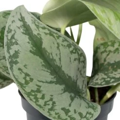 Pothos Scindapsus Pictus Epipremnum - H15cm, ø12cm - Plante D'intérieur Tombante -Emerald Soldes 91f3aa483a43f05f