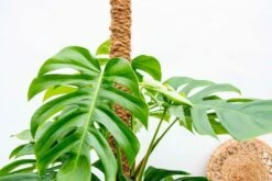 Monstera Deliciosa Xxl - H225cm, ø35cm - Très Grande Plante D'intérieur -Emerald Soldes 921848eef9d9aa29