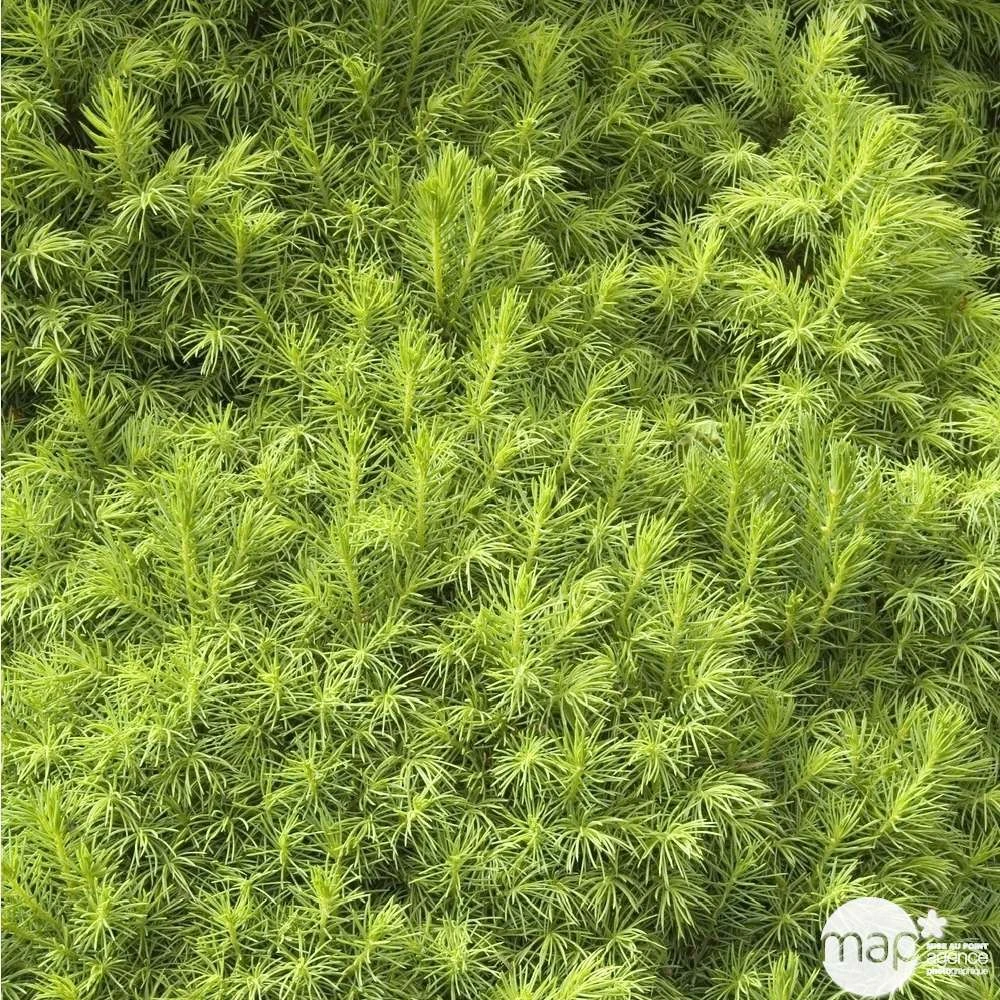 Sapinette Blanche (Picea Glauca) 'Conica' 50/60 : Pot 5L 2 Sapinette Blanche (Picea Glauca) 'Conica' 50/60 : Pot 5L – Image 2