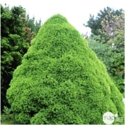 Sapinette Blanche (Picea Glauca) 'Conica' 50/60 : Pot 5L 5 Sapinette Blanche (Picea Glauca) 'Conica' 50/60 : Pot 5L -Emerald Soldes 933105 002