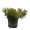 Pinus Mugo Pumilio H30/40cm : Pot 3L