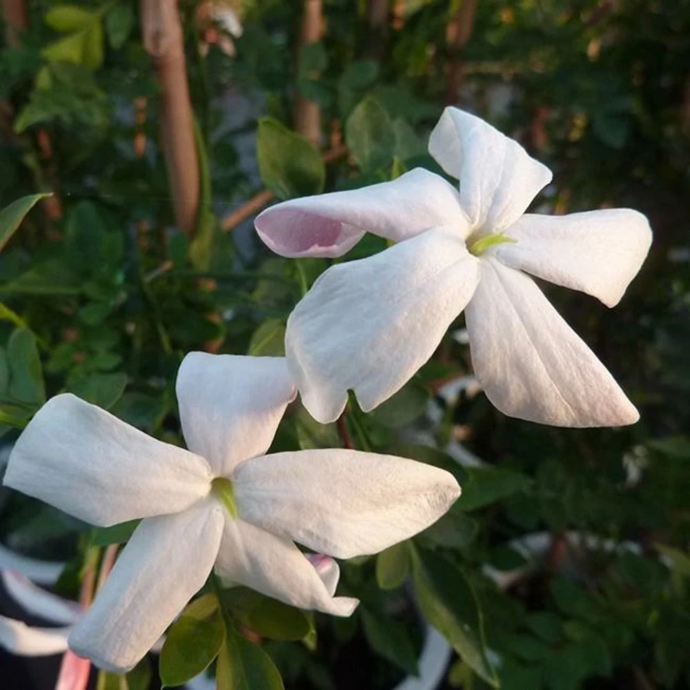 Jasmin De Grasse' - Jasminum Grandiflorum 3l 4 Jasmin De Grasse' - Jasminum Grandiflorum 3l – Image 4