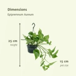 Epipremnum Aureum Scindapsus X2 - H25cm, ø15cm - Plante D'intérieur -Emerald Soldes 93ca32c9cb6f13ca