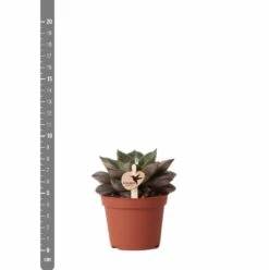 Echeveria Purpusorum - H9cm, ø6cm - Plante D'intérieur -Emerald Soldes 93d4d1b512e566d1