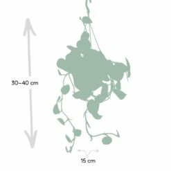 Pothos Scindapsus Pictus Epipremnum - H25cm, ø15cm - Plante D'intérieur Tombante -Emerald Soldes 93e8374b7f6c9c6c