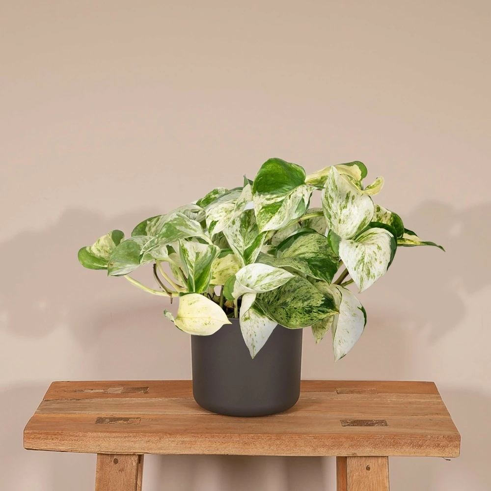 Epipremnum Happy Leaf Scindapsus - H15cm, ø12cm - Plante D'intérieur Tombante 2 Epipremnum Happy Leaf Scindapsus - H15cm, ø12cm - Plante D'intérieur Tombante – Image 2