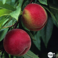 Pêcher à Chair Blanche Amsden, Bio, Gobelet -Emerald Soldes 952755 1774732