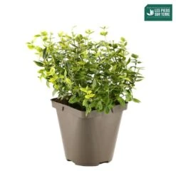 Euonymus Fortunei 'Emerald'n Gold : Pot 3L 6 Euonymus Fortunei 'Emerald'n Gold : Pot 3L -Emerald Soldes 954301 001