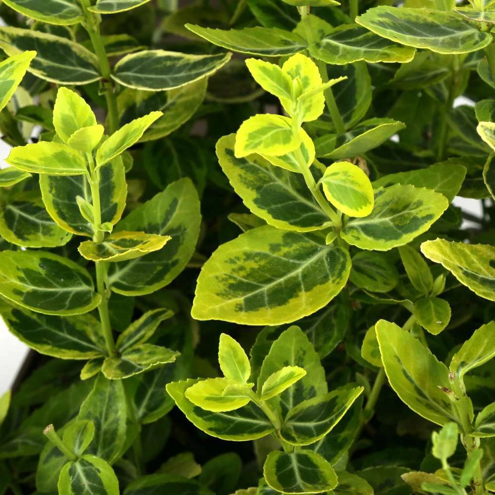 Euonymus Fortunei 'Emerald'n Gold : Pot 3L 2 Euonymus Fortunei 'Emerald'n Gold : Pot 3L – Image 2
