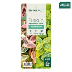 Euonymus Fortunei 'Emerald'n Gold : Pot 3L 7 Euonymus Fortunei 'Emerald'n Gold : Pot 3L -Emerald Soldes 954301 003