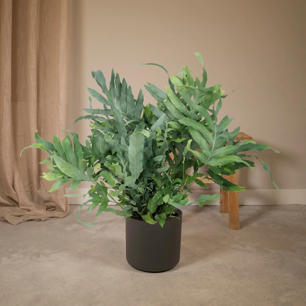 L'étoile Bleue - H50cm, ø17cm - Plante D'intérieur 2 L'étoile Bleue - H50cm, ø17cm - Plante D'intérieur – Image 2