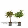 Ficus Elastica Melany, Ficus Benghalensis Audrey, Duo De Plantes - Grandes Plantes D'intérieur
