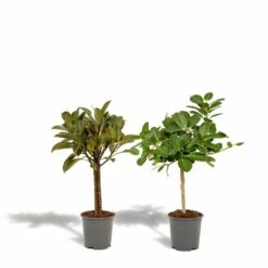 Ficus Elastica Melany, Ficus Benghalensis Audrey, Duo De Plantes - Grandes Plantes D'intérieur