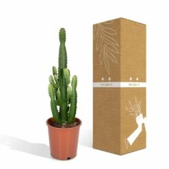 Euphorbia Acrurensis - H80cm, ø24cm - Grande Plante D'intérieur -Emerald Soldes 961446c69616177c