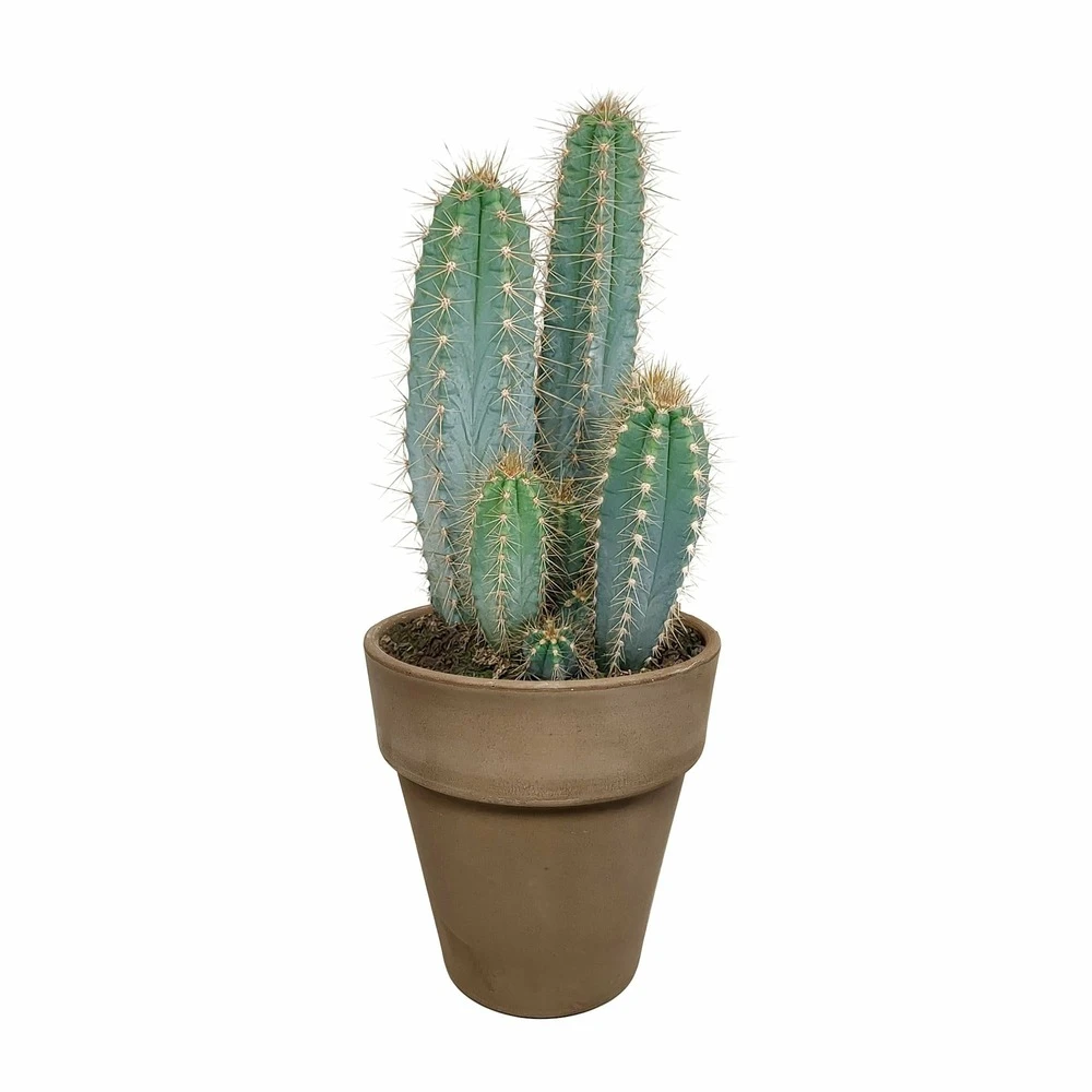 Pilosocereus Azureus Et Son Cache-pot Marron - H40cm, ø17cm - Plante D'intérieur 5 Pilosocereus Azureus Et Son Cache-pot Marron - H40cm, ø17cm - Plante D'intérieur – Image 5