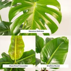Monstera Deliciosa, Bananier Musa, Strelitzia Nicolai - Grandes Plantes D'intérieur -Emerald Soldes 964644ac6b97da9d