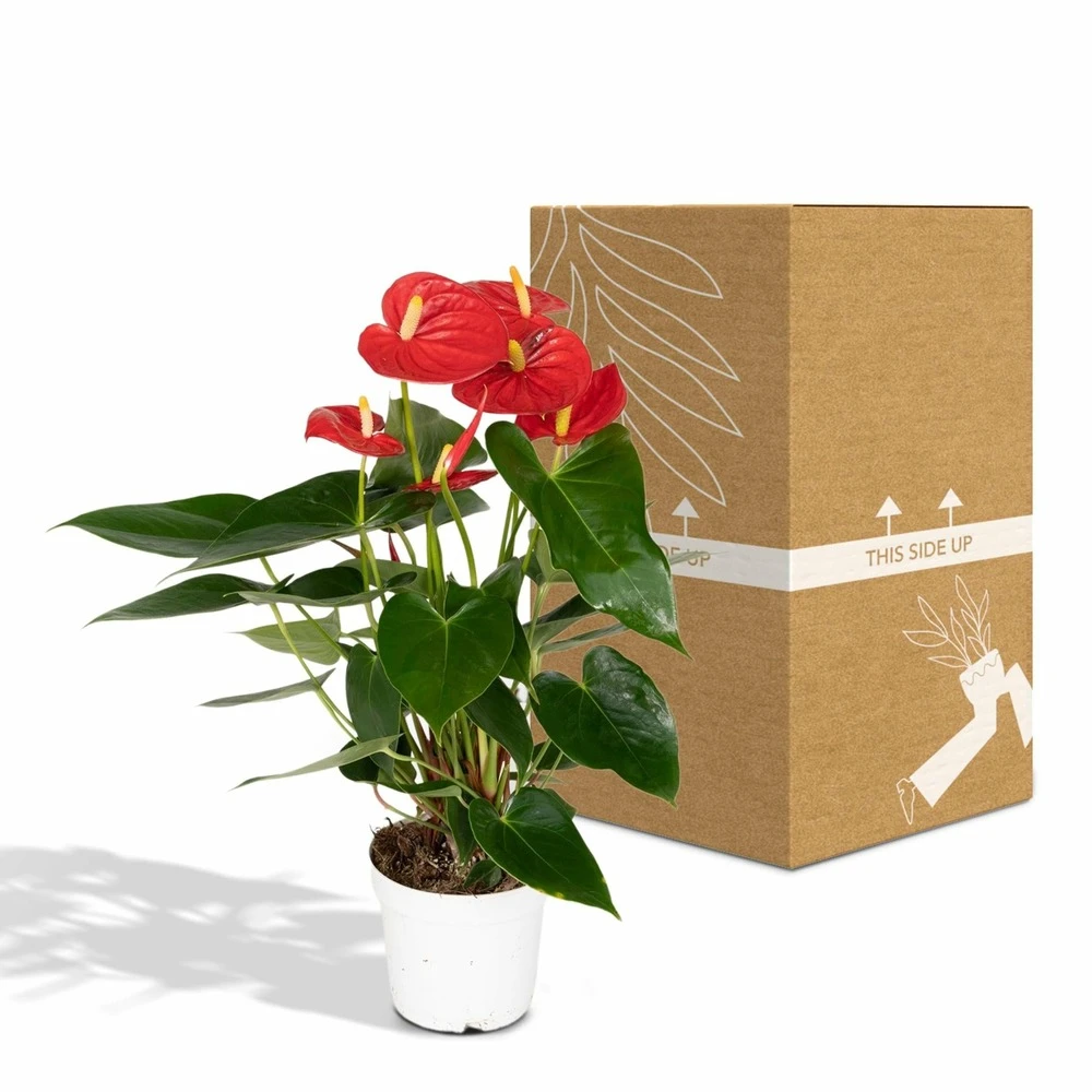 Anthurium Rouge - H40cm, ø12cm - Plante D'intérieur 5 Anthurium Rouge - H40cm, ø12cm - Plante D'intérieur – Image 5