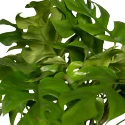 Monstera Minima - H25cm, ø15cm - Plante D'intérieur -Emerald Soldes 98881b448473e4cf