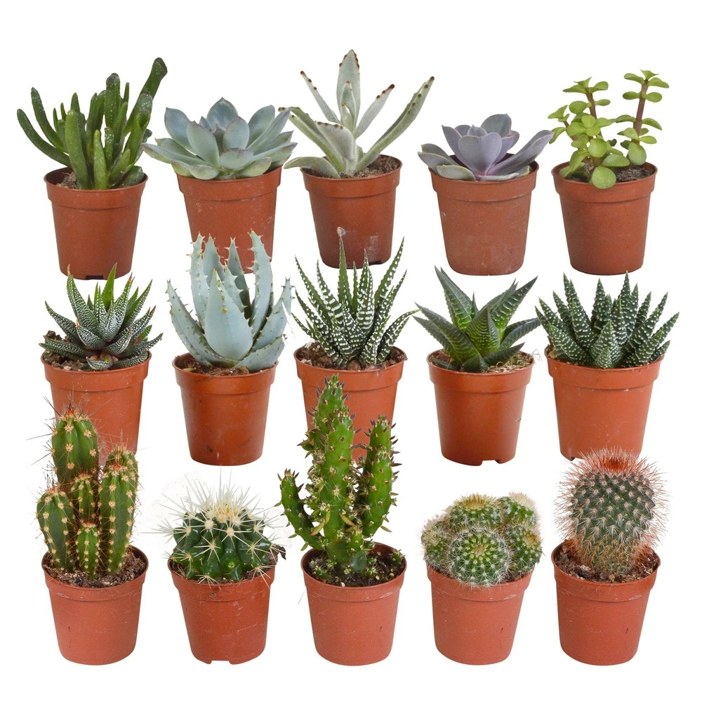 Cactus Et Succulentes, Box De 15 Plantes - H8cm, ø5,5cm - Plantes D'intérieur 1 Cactus Et Succulentes, Box De 15 Plantes - H8cm, ø5,5cm - Plantes D'intérieur