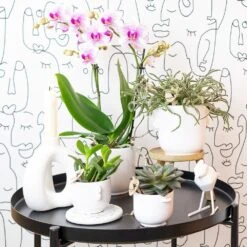 Orchidée Rose Phalaenopsis - H35cm, ø9cm - Plante D'intérieur Fleurie -Emerald Soldes 9c505eca97f59dd7