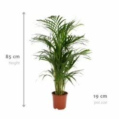 Palmier Areca - H85cm, ø19cm - Grande Plante D'intérieur 8 Palmier Areca - H85cm, ø19cm - Grande Plante D'intérieur -Emerald Soldes 9da618f089e0bad1