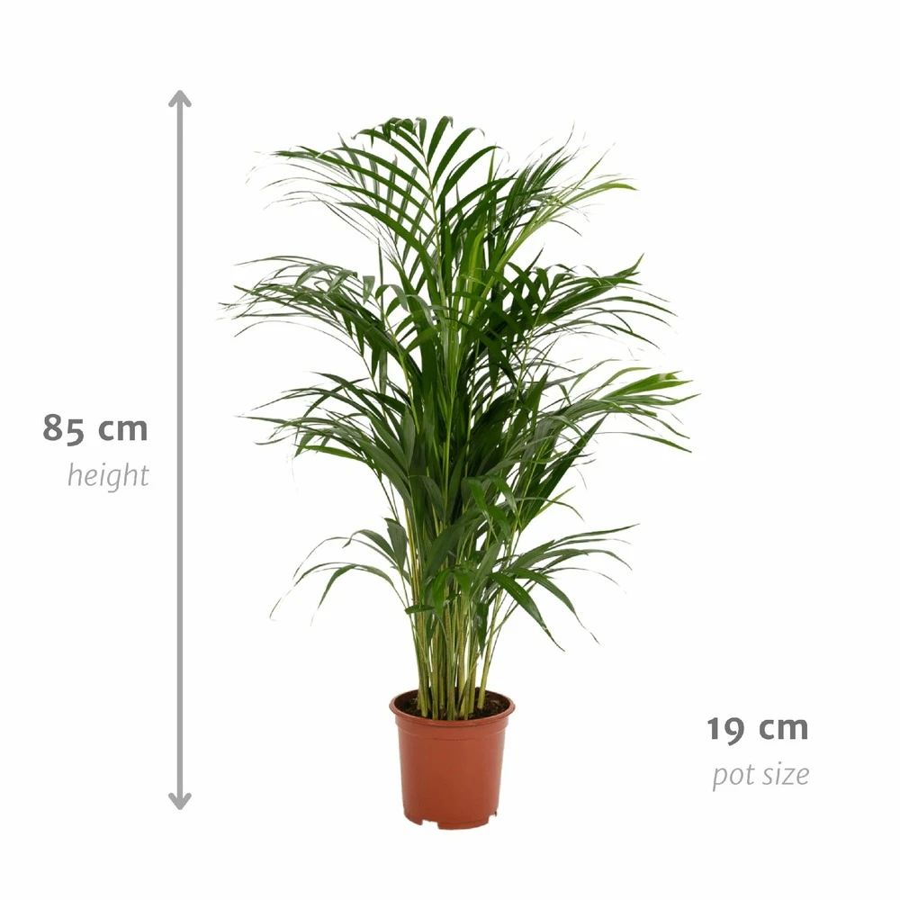 Palmier Areca - H85cm, ø19cm - Grande Plante D'intérieur 4 Palmier Areca - H85cm, ø19cm - Grande Plante D'intérieur – Image 4