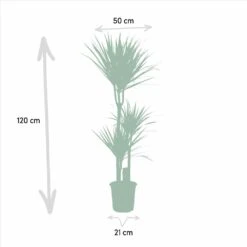 Yucca, Dracaena, Duo De Plantes - Grandes Plantes D'intérieur -Emerald Soldes 9da9357d44230960