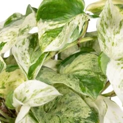 Epipremnum Happy Leaf Scindapsus - H15cm, ø12cm - Plante D'intérieur Tombante 7 Epipremnum Happy Leaf Scindapsus - H15cm, ø12cm - Plante D'intérieur Tombante -Emerald Soldes 9ff0fe9832ba9055