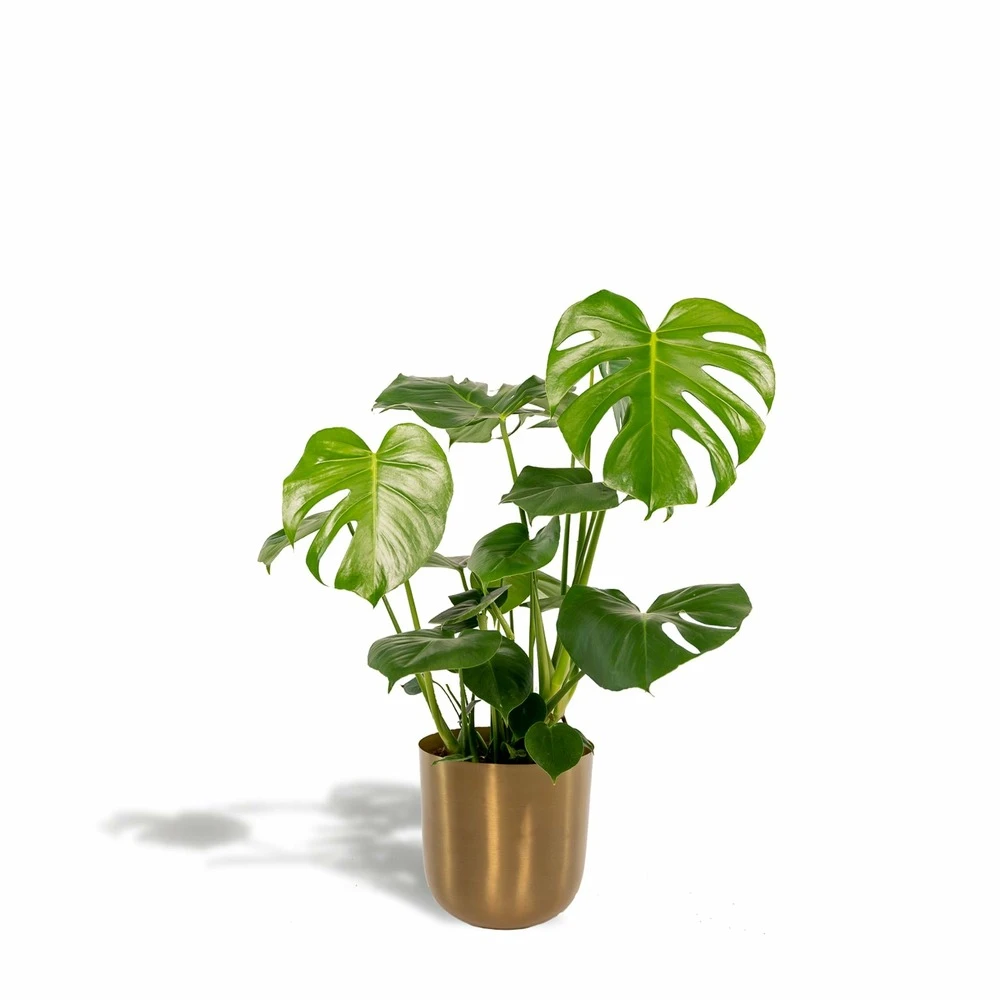 Monstera Deliciosa Et Son Cache-pot Doré - H80cm, ø21cm - Grande Plante D'intérieur 1 Monstera Deliciosa Et Son Cache-pot Doré - H80cm, ø21cm - Grande Plante D'intérieur
