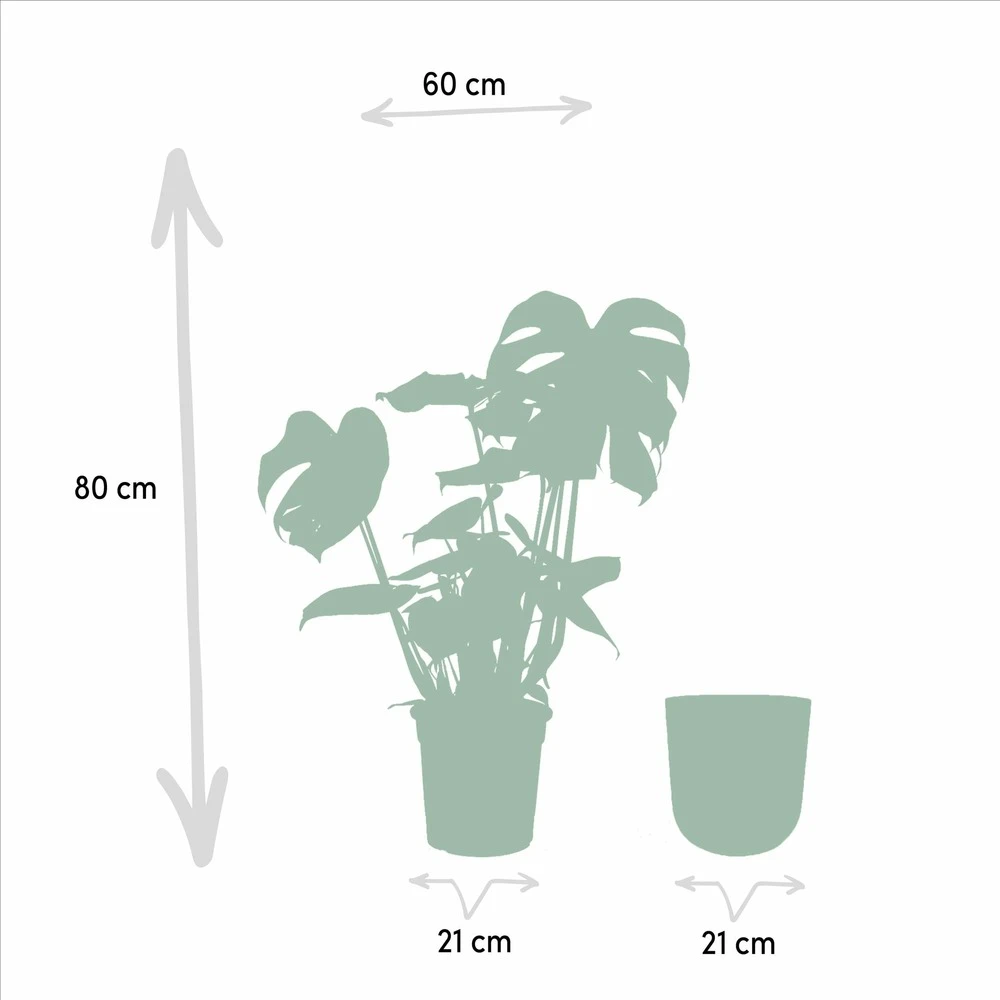 Monstera Deliciosa Et Son Cache-pot Doré - H80cm, ø21cm - Grande Plante D'intérieur 4 Monstera Deliciosa Et Son Cache-pot Doré - H80cm, ø21cm - Grande Plante D'intérieur – Image 4