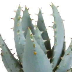 Gasteria, Haworthia Et Leurs Caches-pots Blancs, Box De 5 Plantes - H8cm, ø6cm - Plantes D'intérieur -Emerald Soldes a44886affca55c70