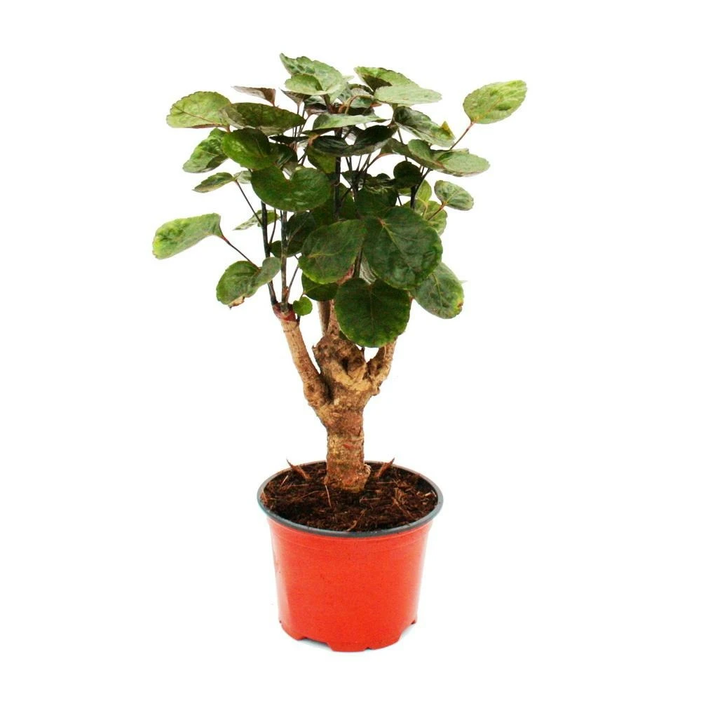 Aralia Pennée Brillante - Polyscias Scutellaria Fabian - Plante D'intérieur Facile D'entretien - Pot 12cm 1 Aralia Pennée Brillante - Polyscias Scutellaria Fabian - Plante D'intérieur Facile D'entretien - Pot 12cm