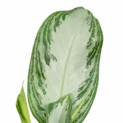 Aglaonema Silver Bay - H55cm, ø17cm - Plante D'intérieur -Emerald Soldes a5b31a05b559baea