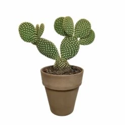 Opuntia Microdasys Et Son Cache-pot Marron - H40cm, ø17cm - Plante D'intérieur -Emerald Soldes a5b5547e6fb3b690