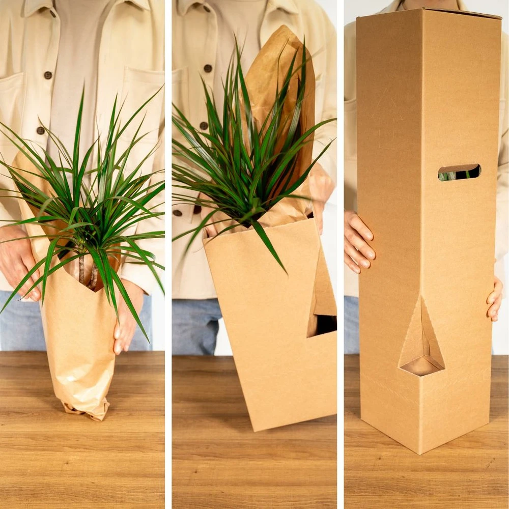 Bonsaï - H20cm, ø15cm - Plante D'intérieur 5 Bonsaï - H20cm, ø15cm - Plante D'intérieur – Image 5